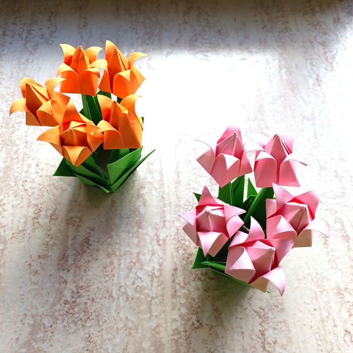 Tulipanes doblados en Zaragoza-España